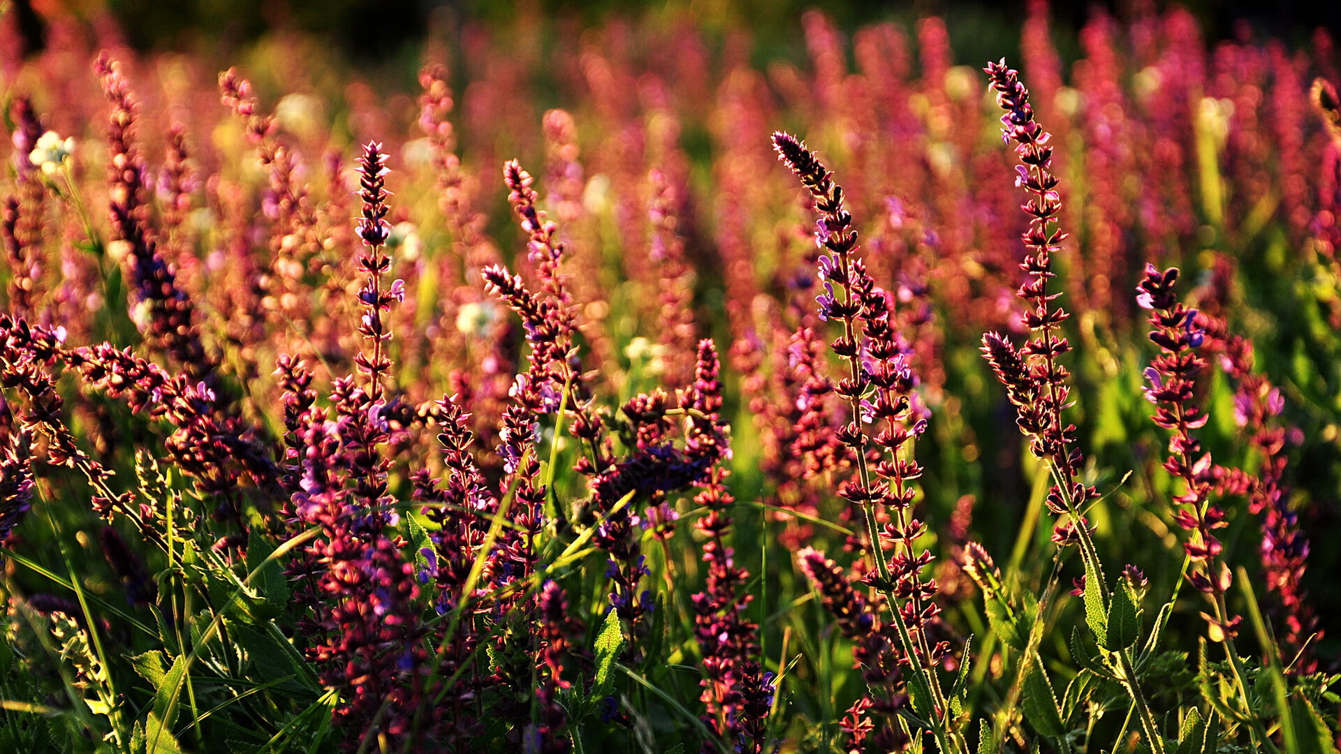 欧冠决赛焦点战，威尔士提前终结悬念皇家社会