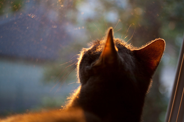 逆转之门，从吉林冰面到欧冠球场的永不言弃