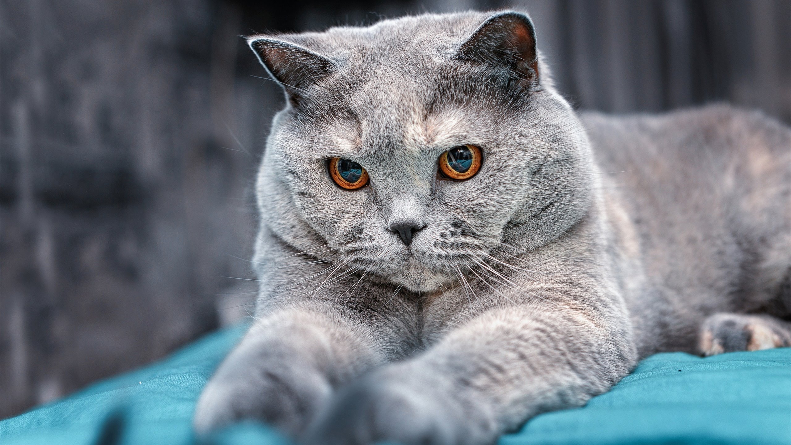 零点时刻，利拉德的救赎之夜