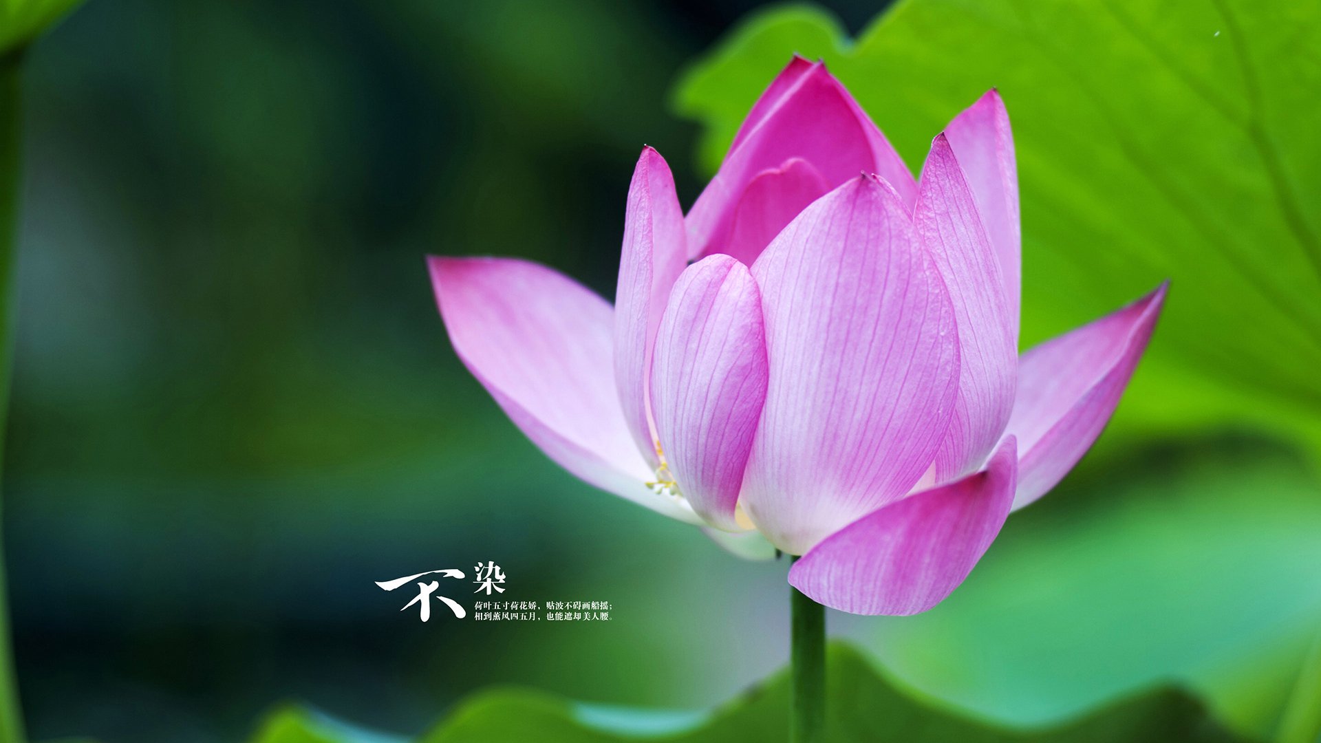 终场绝杀！楚阿梅尼助塞内加尔惊险击败伊拉克