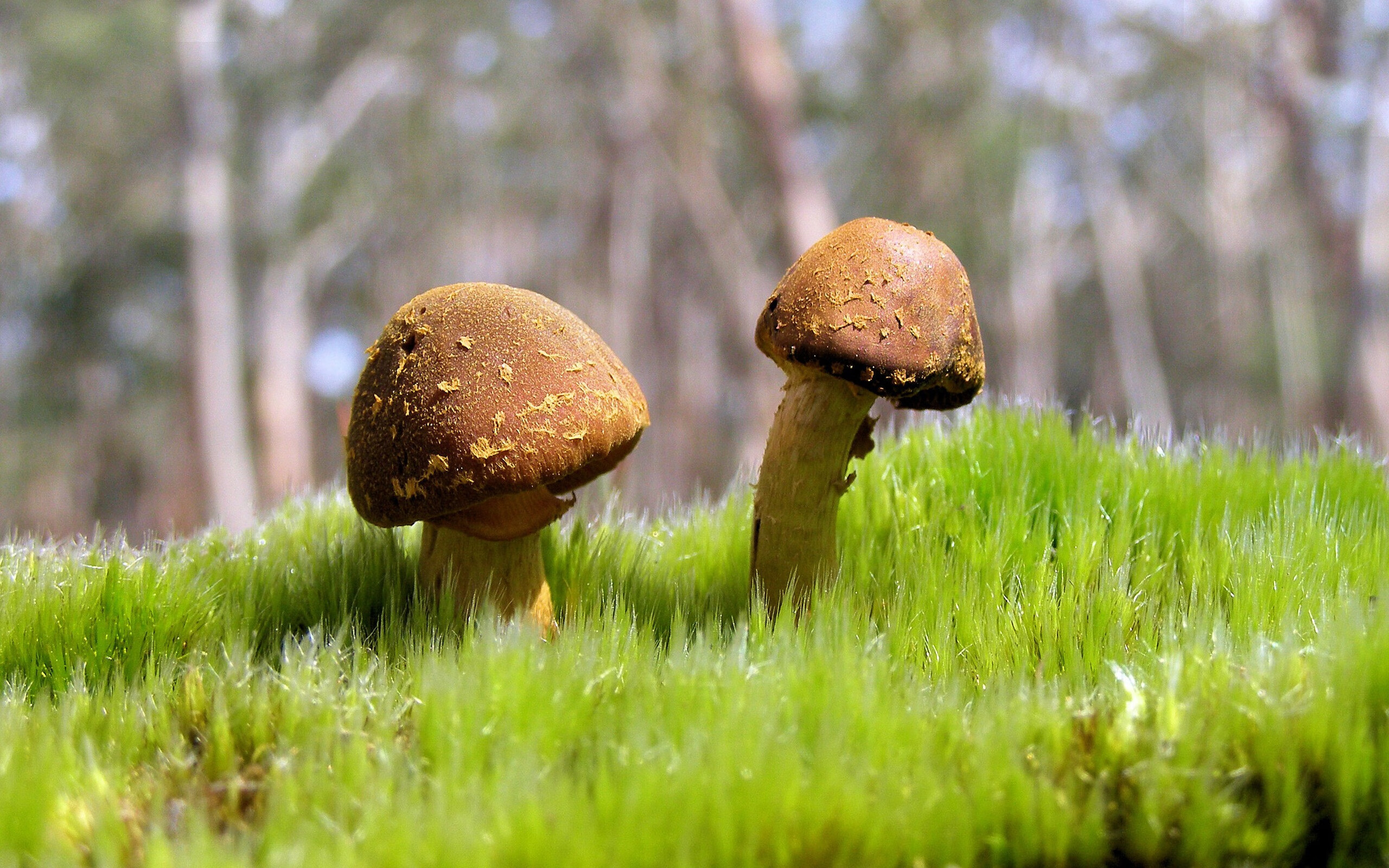 心跳的舞台上，拉文用西决生死战为自己加冕