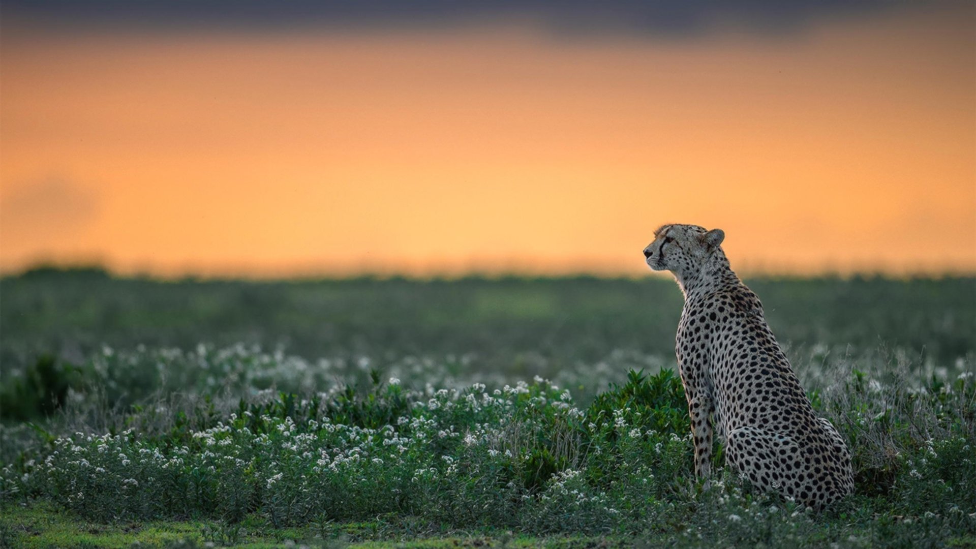 弯道与加时，当拉文的引擎轰鸣遇见文班亚马的沉默利刃
