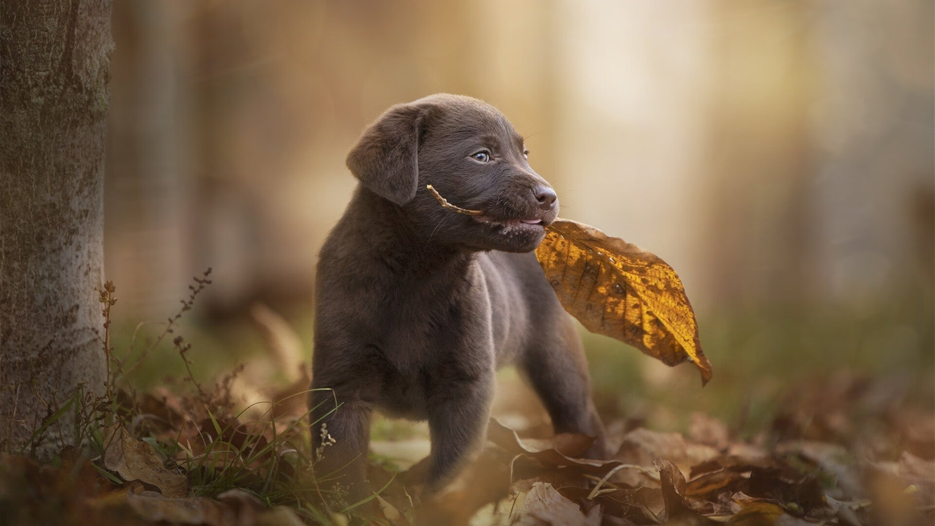 莫兰特爆发与北京队节奏，不同篮球哲学的爵士乐章