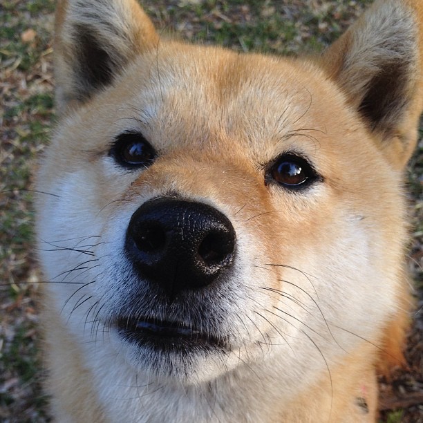 世界排名风暴眼,伊朗加时鏖战掀翻荷兰,亚洲篮球新纪元