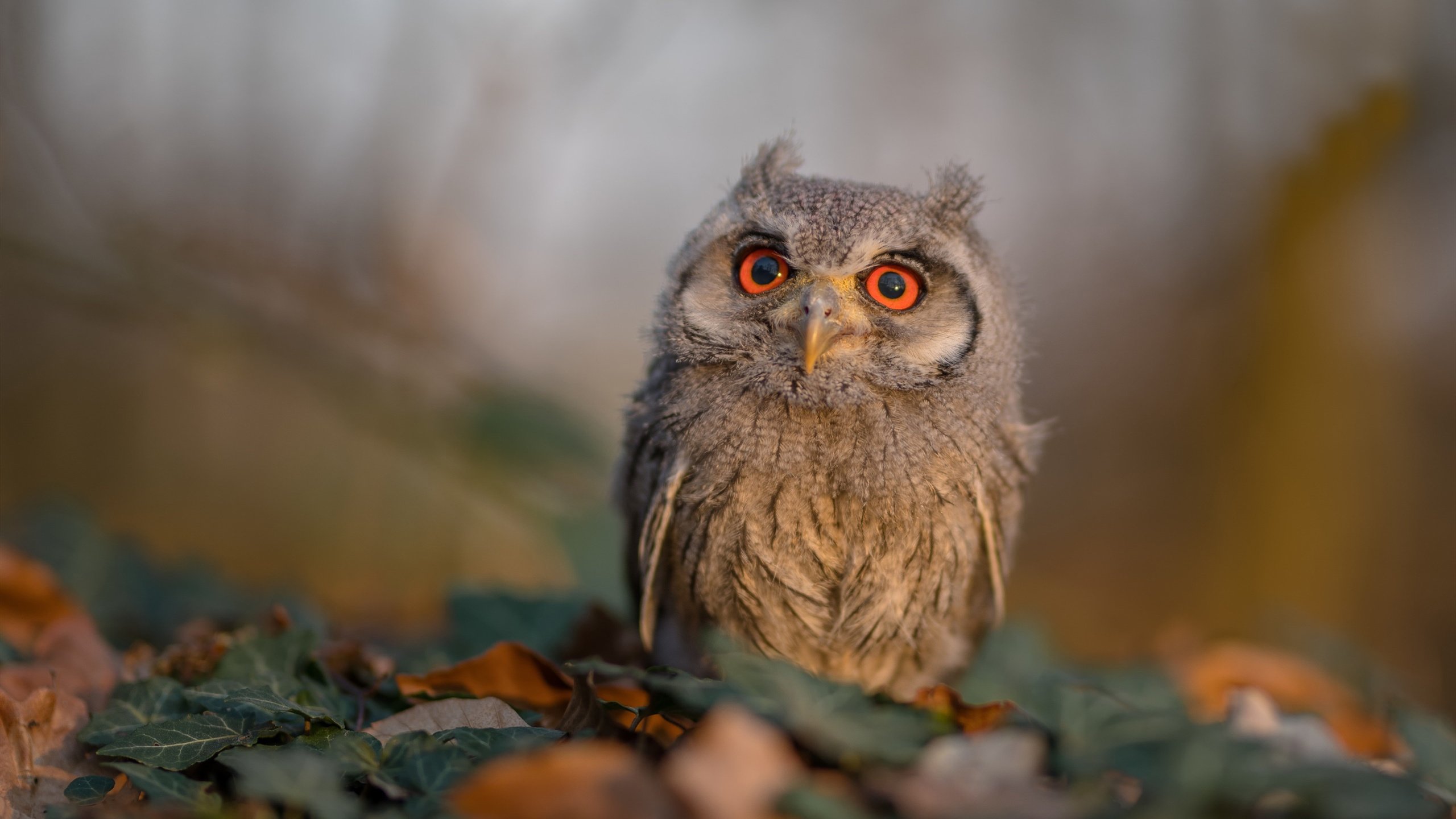 开云官网-荆棘王冠，杰伦·格林与上海男篮的救赎之夜