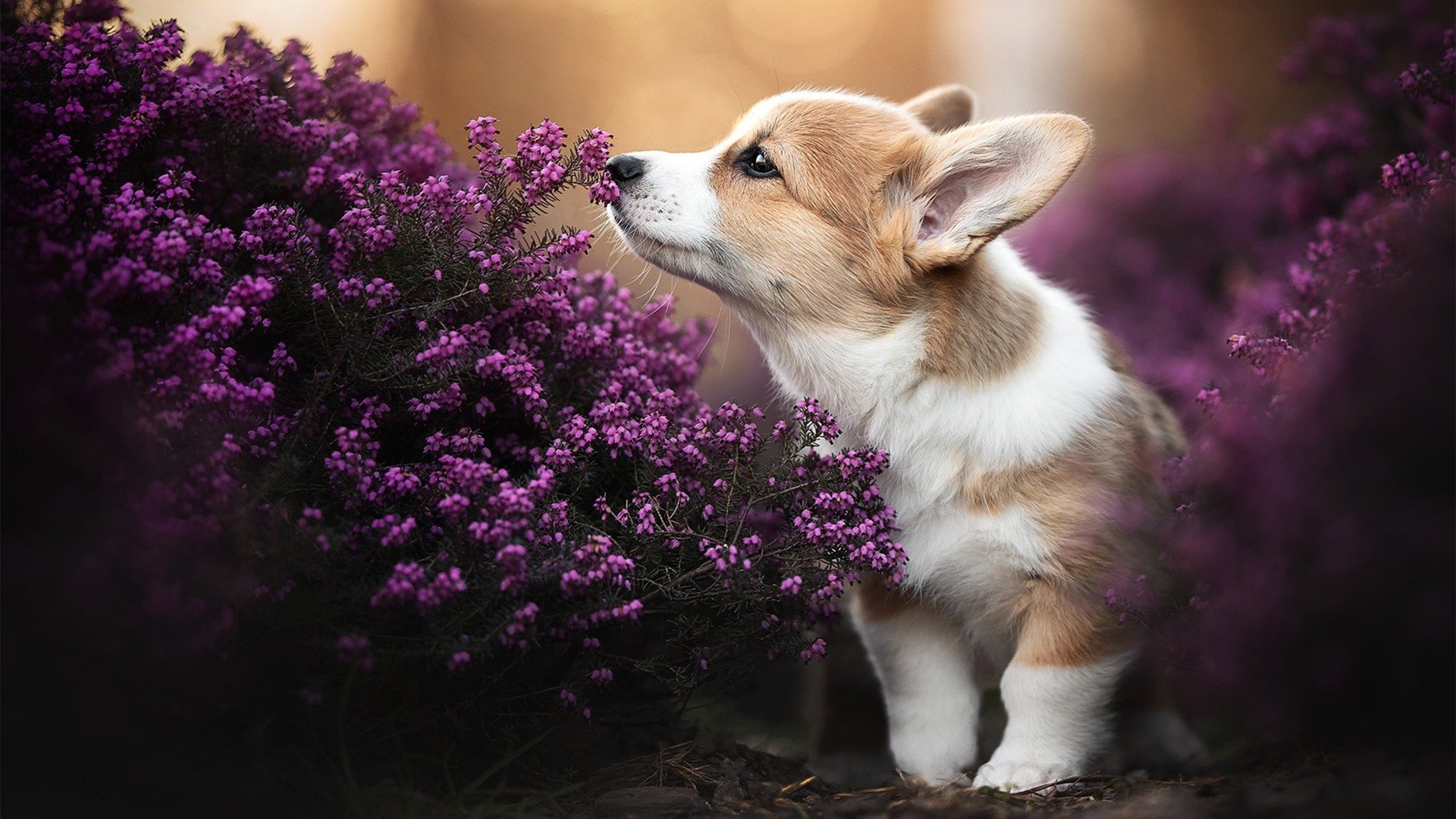 东决关键战之夜,罗德里冷静指挥,用头脑与双手主宰比赛走向