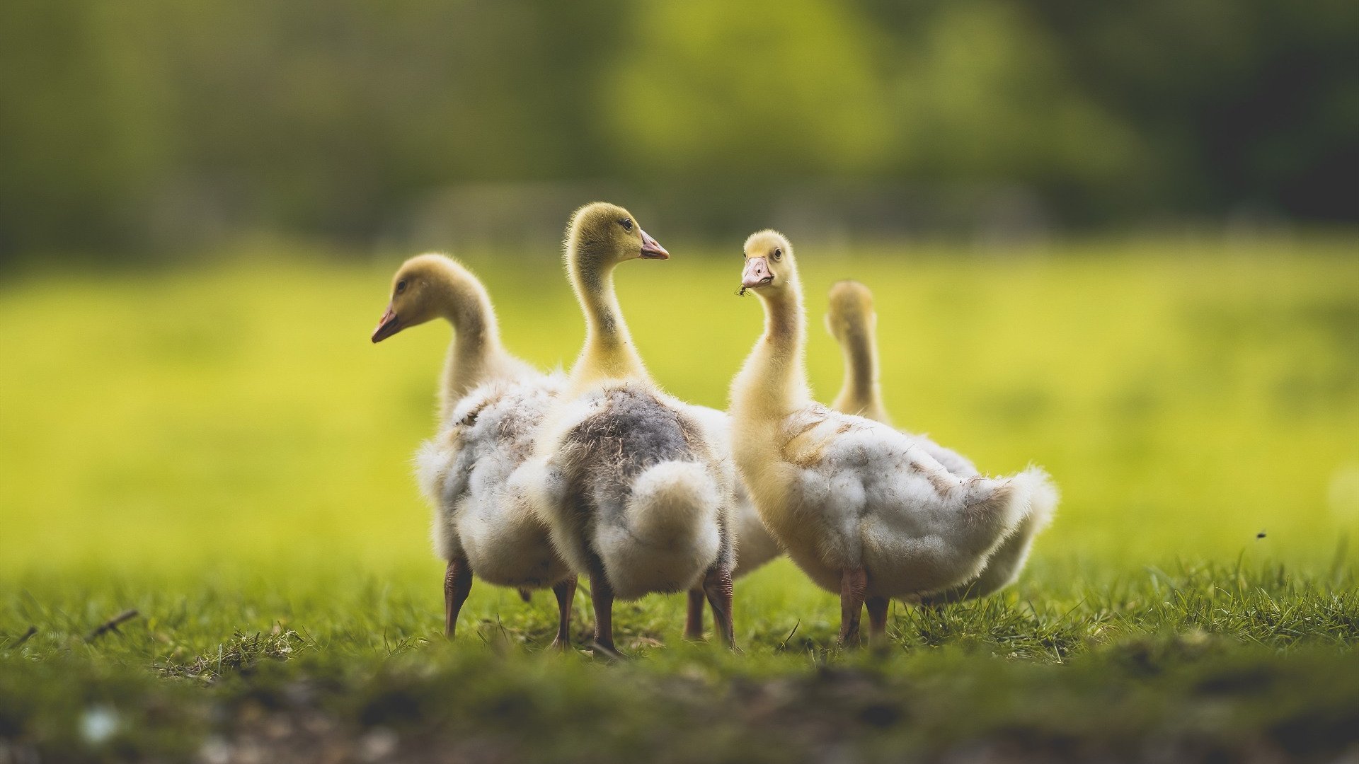 NBA季后赛之夜,杜兰特巨星价值闪耀的传奇篇章