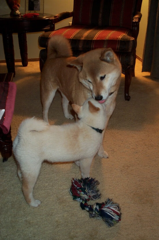 北欧的雪,德国的夜,当芬兰的韧劲在金玟哉的脊梁中复活