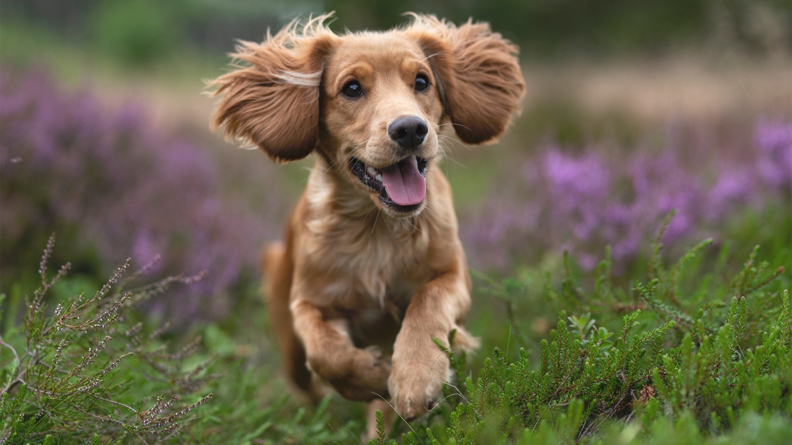 冠军之钥，阿什拉夫击穿北境铁幕，摩纳哥战术棋局的胜负手