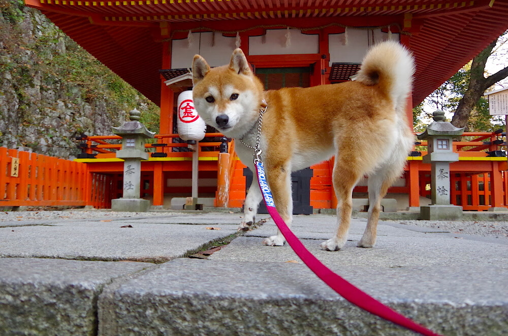 铁幕与琴弦,德里赫特如何以防守谱写决赛乐章