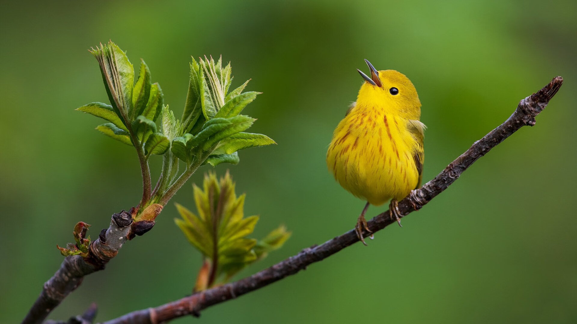 关键先生库里末节发威，独行侠逆转马刺夺胜利