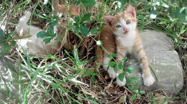 欧亚对决新篇，当蓝黑军团遭遇东瀛武士，斯通斯的纪录之夜