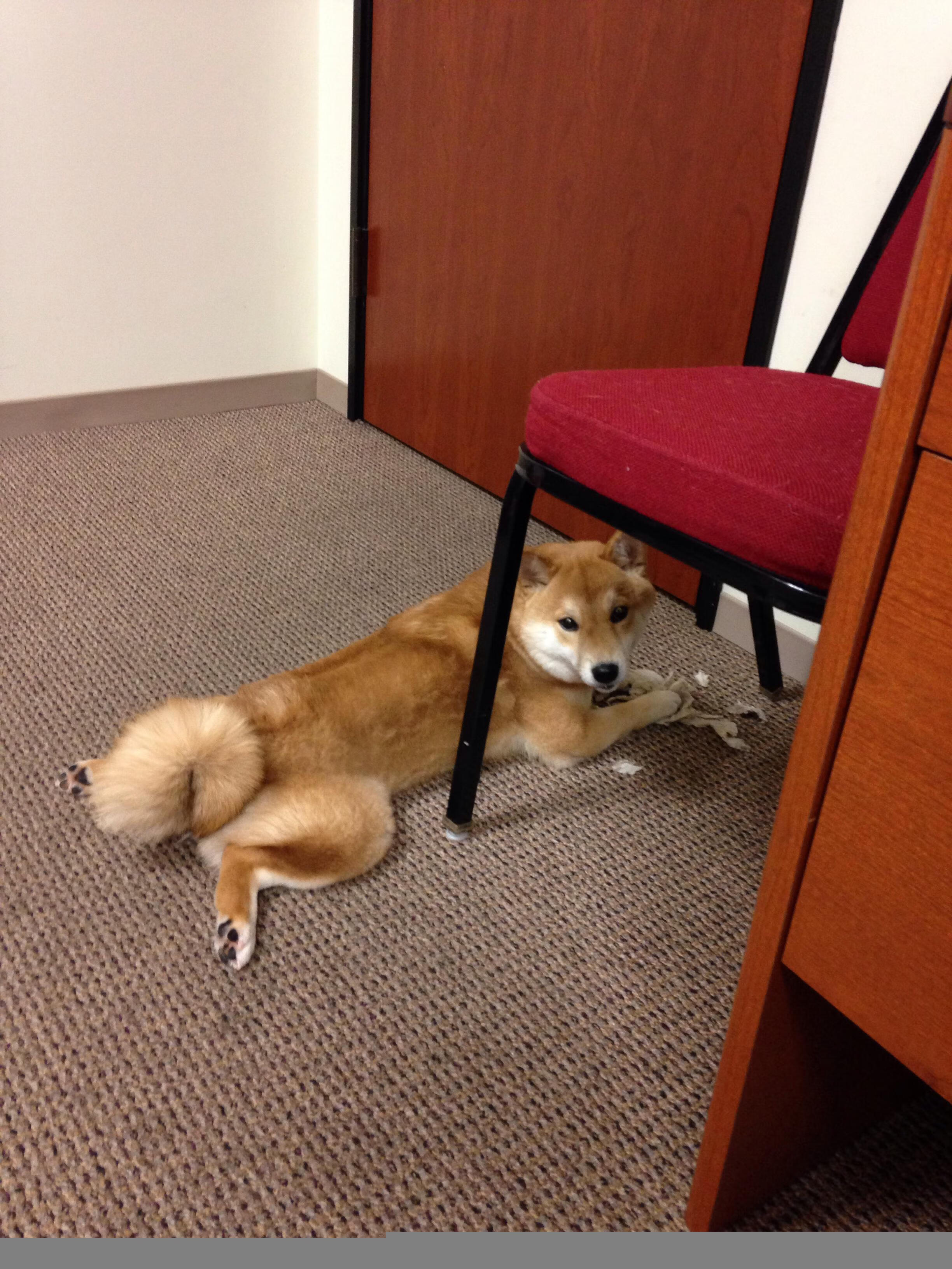 足球青春的双重奏，巴萨闪电战与德里赫特的铁血里程碑