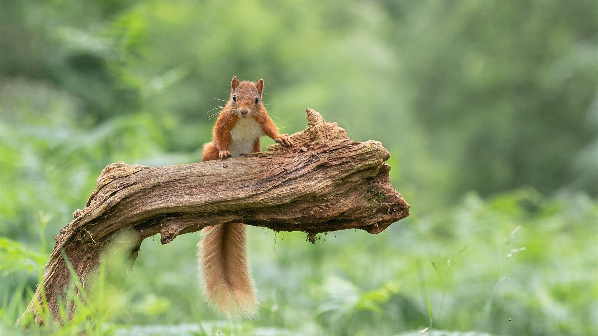 骑士碾压太阳,米切尔轰出赛季代表作,豪华数据宣告东部新王崛起?